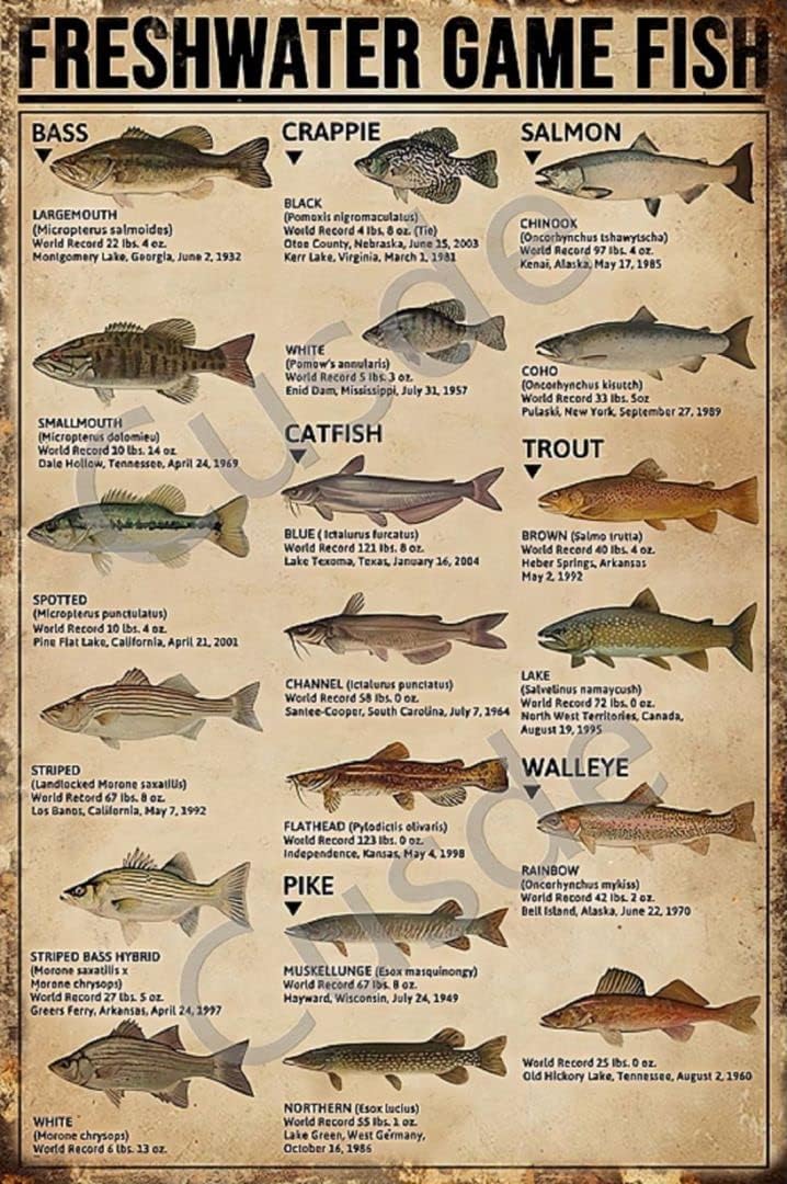 Cusde Freshwater Game Fish Tin - Home Decor Games Free のレビューと価格